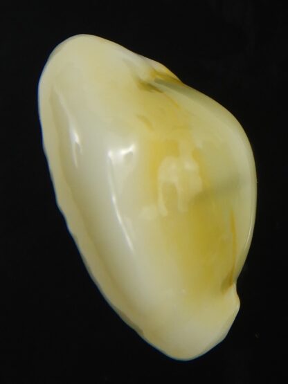 Monetaria moneta tuberculosa 24.85 mm Gem-75642