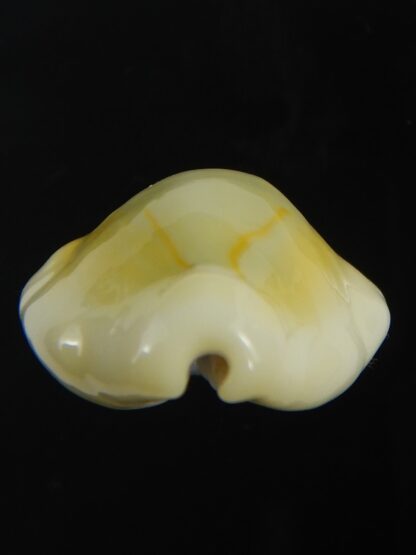 Monetaria moneta tuberculosa 24.85 mm Gem-75644