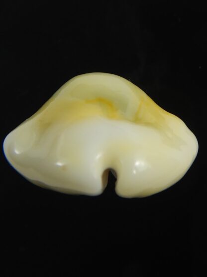 Monetaria moneta tuberculosa 24.85 mm Gem-75643