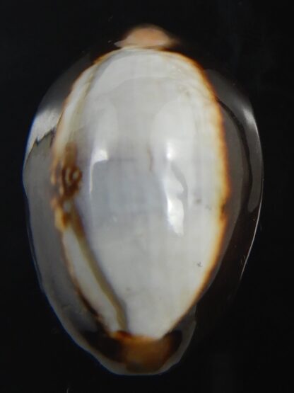 Monetaria caputserpentis ..SP white.. 29.79 mm Gem -75527