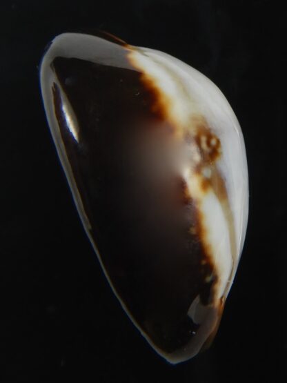 Monetaria caputserpentis ..SP white.. 29.79 mm Gem -75529