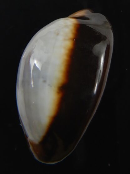 Monetaria caputserpentis ..SP white.. 29.79 mm Gem -75530