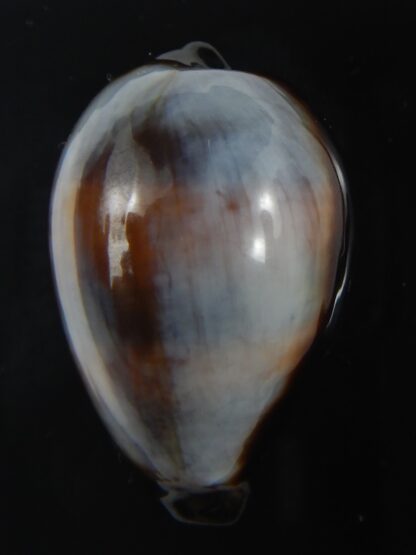 Erronea onyx onyx " SP pattern" 39.56 mm Gem-75346