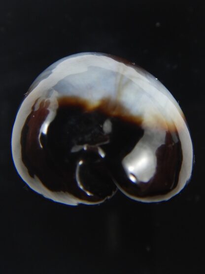 Erronea onyx onyx " SP pattern" 39.56 mm Gem-75350