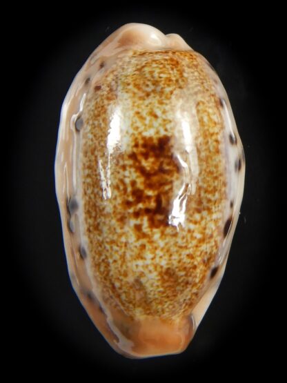 Erronea caurica chrismeyeri 30.96 mm Gem-75328