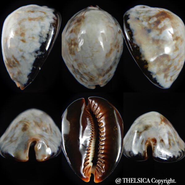 Mauritia mauritiana " SP white" 64.82 mm Gem (-)-0