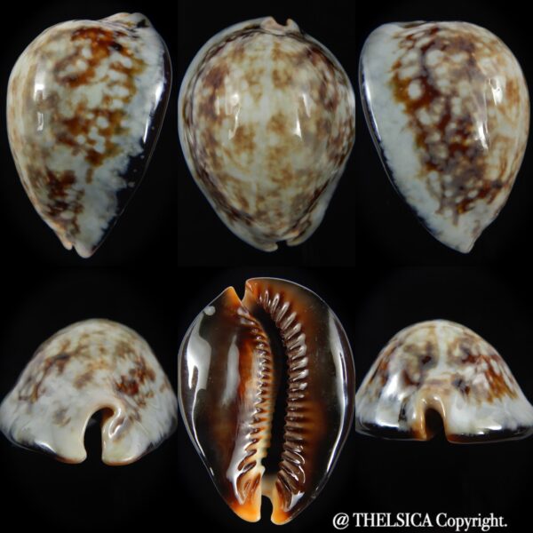 Mauritia mauritiana " SP white" 60.89 mm Gem (-)-0