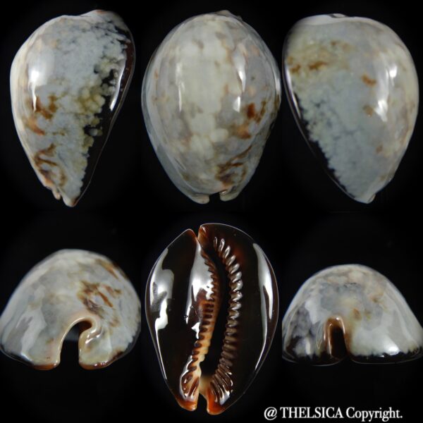 Mauritia mauritiana " SP white" 65.27 mm Gem (-)-0