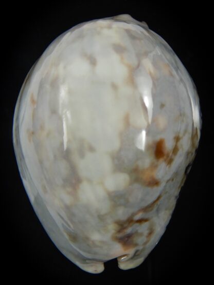 Mauritia mauritiana " SP white" 65.27 mm Gem (-)-75823