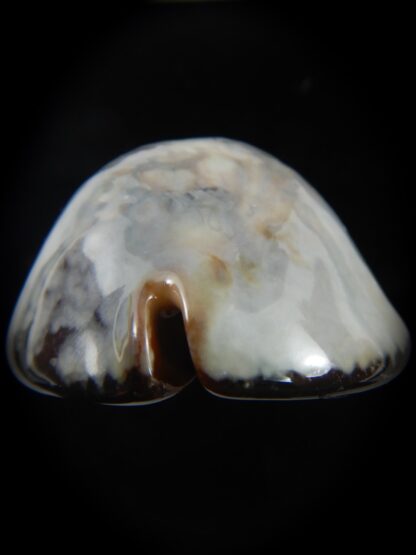 Mauritia mauritiana " SP white" 65.27 mm Gem (-)-75824