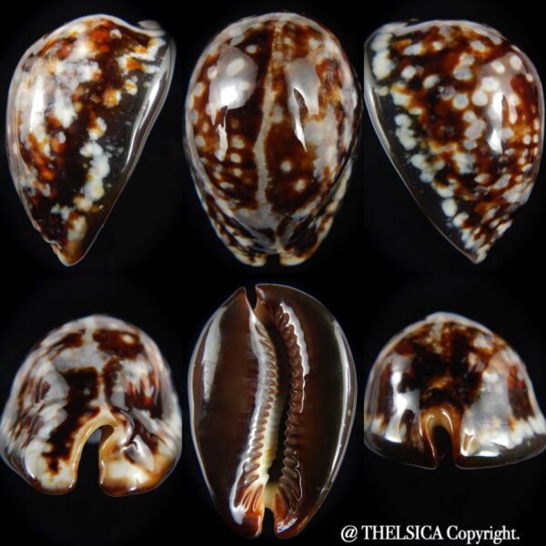 Mauritia mauritiana " SP white" 61.08 mm Gem (-)-0
