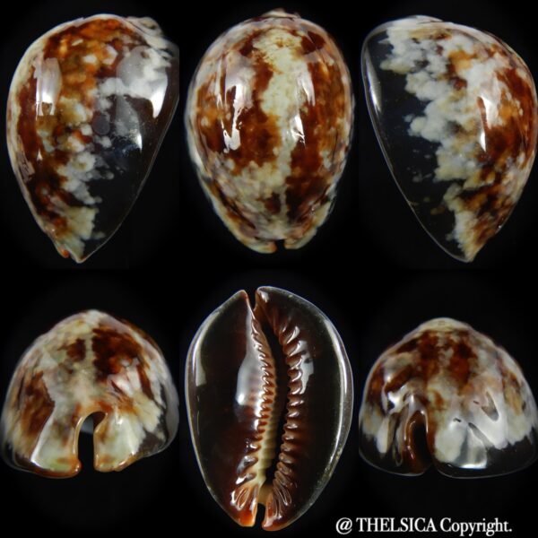 Mauritia mauritiana " SP white" 56.28 mm Gem (-)-0