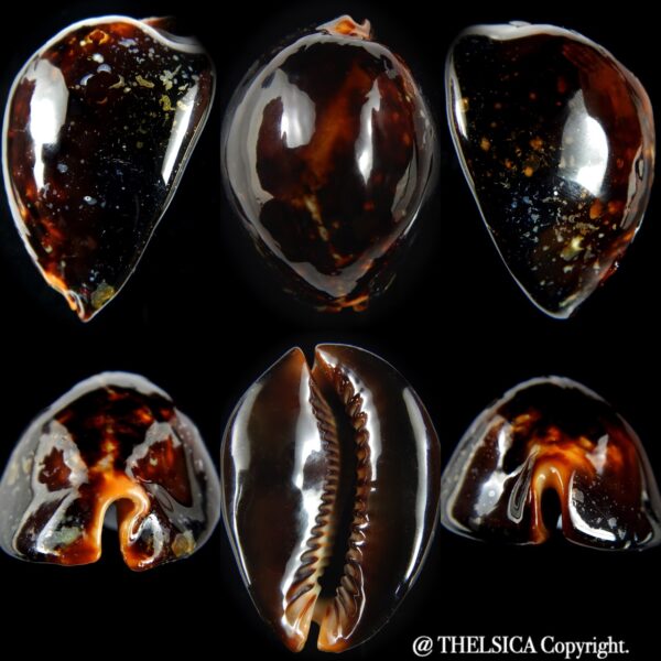 Mauritia mauritiana " SP Black" 59.47 mm F+++ -0
