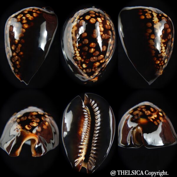 Mauritia mauritiana 60.29 mm Gem (-)-0