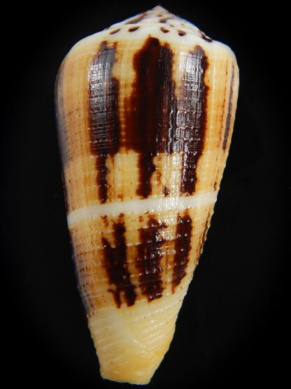 Pionoconus magus " SP" 47.49 mm Gem-75900