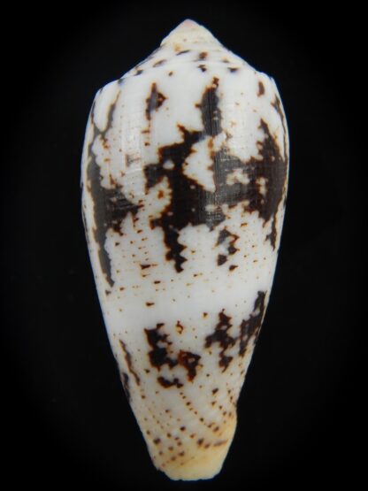Pionoconus magus " SP" 45.07 mm Gem-75890