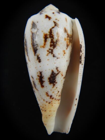 Pionoconus magus " SP" 45.07 mm Gem-75891