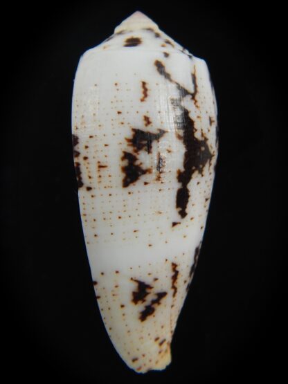 Pionoconus magus " SP" 45.07 mm Gem-75892