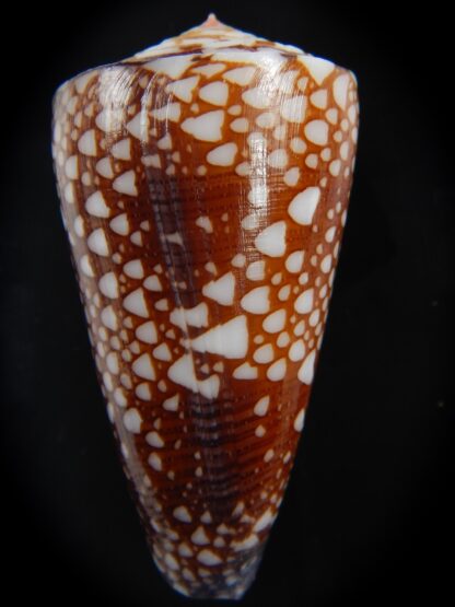 Eugeniconus nobilis gisellelieae 52.03 mm Gem-75875