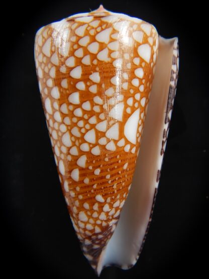 Eugeniconus nobilis gisellelieae 52.03 mm Gem-75876