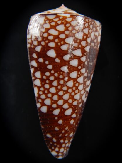 Eugeniconus nobilis gisellelieae 52.03 mm Gem-75879