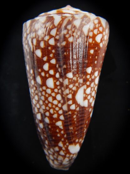 Eugeniconus nobilis gisellelieae 53.27 mm Gem-75885