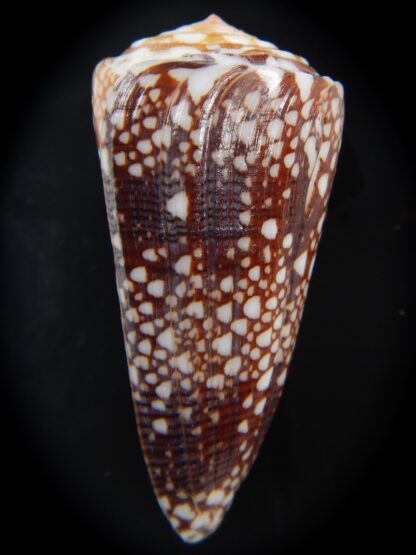 Eugeniconus nobilis gisellelieae 53.27 mm Gem-75886
