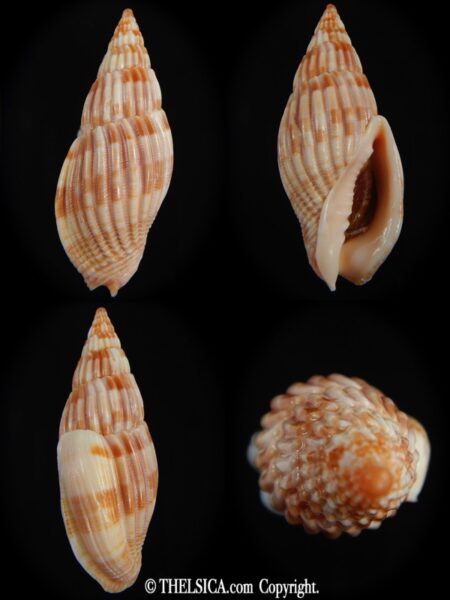 Lyria (Mitraelyria) grangei 52.29 mm Gem-0