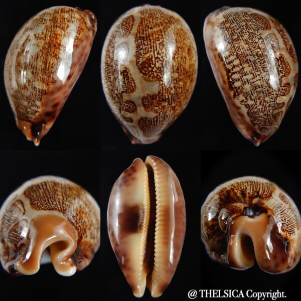 Leporicypraea mappa 68.11 mm Gem-0