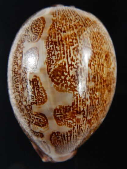 Leporicypraea mappa 68.11 mm Gem-76063