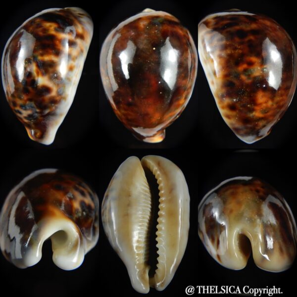 Cypraea tigris pardalis " rostrate" 91.72 mm F+++/Gem-0