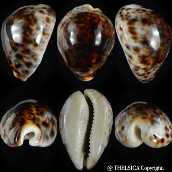 Cypraea tigris pardalis " rostrate" 83.90 mm Gem -0