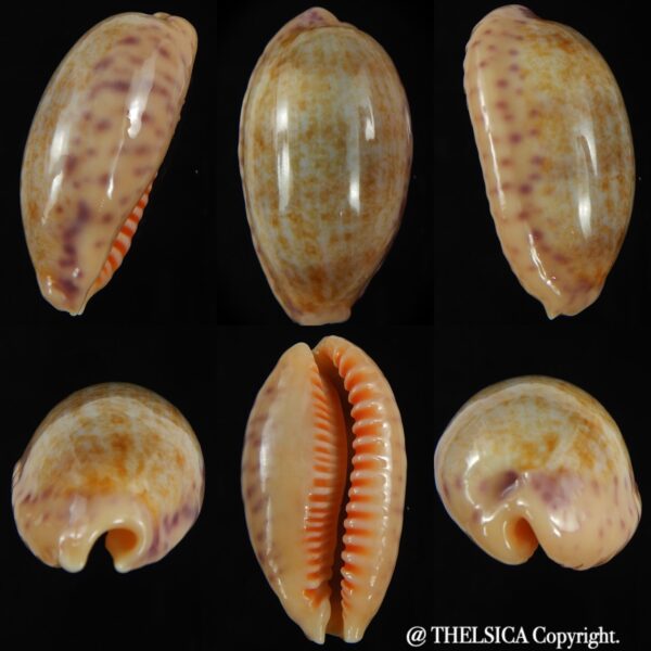Ovatipsa chinensis chinensis ..GIANT ...50.33 mm Gem-0