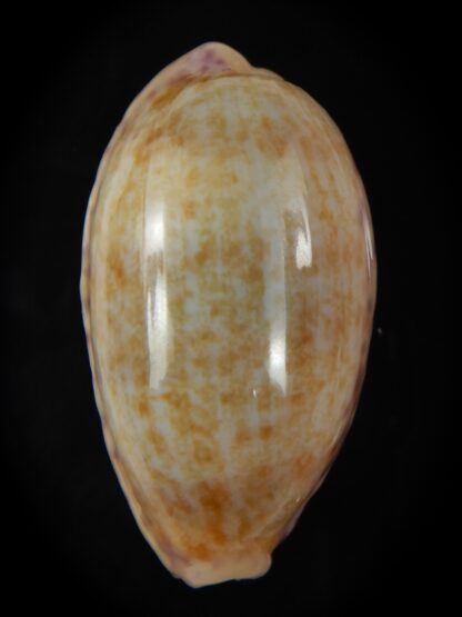 Ovatipsa chinensis chinensis ..GIANT ...50.33 mm Gem-76099