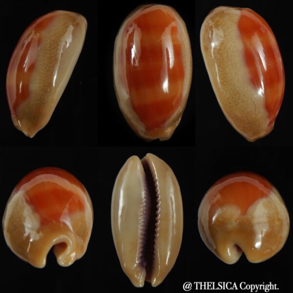 Lyncina carneola ..SP pattern... 40.76 mm Gem-0