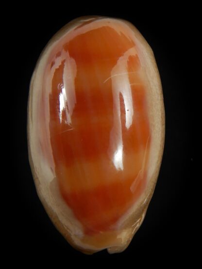 Lyncina carneola ..SP pattern... 40.76 mm Gem-76074