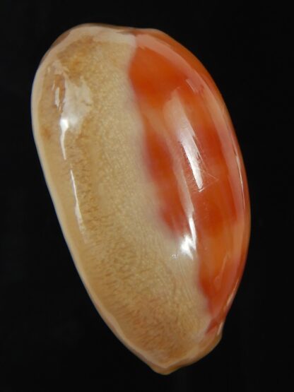 Lyncina carneola ..SP pattern... 40.76 mm Gem-76072