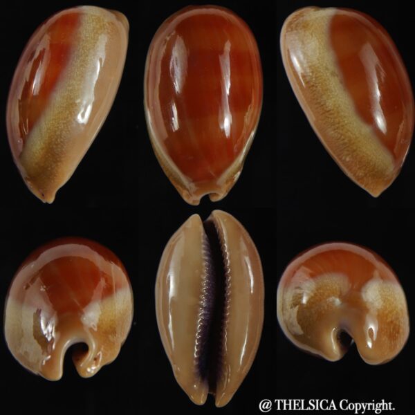Lyncina carneola ..SP pattern... 41.80 mm Gem-0