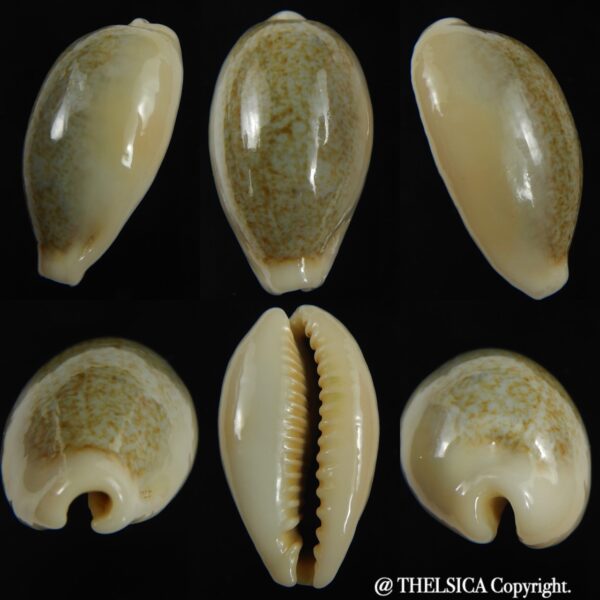 Erronea ovum palauensis 32.55 mm Gem-0