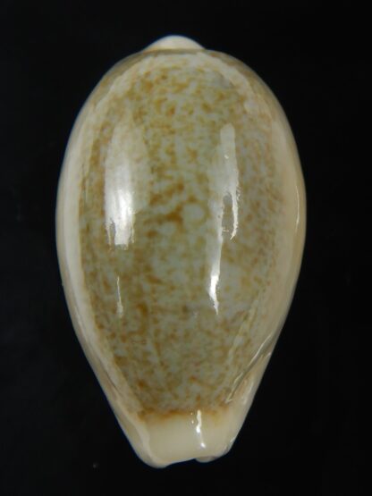 Erronea ovum palauensis 32.55 mm Gem-76044