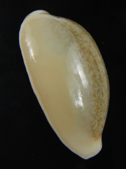 Erronea ovum palauensis 32.55 mm Gem-76049