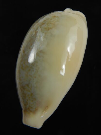 Erronea ovum palauensis 32.55 mm Gem-76048