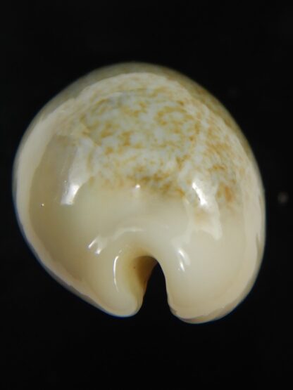 Erronea ovum palauensis 32.55 mm Gem-76050