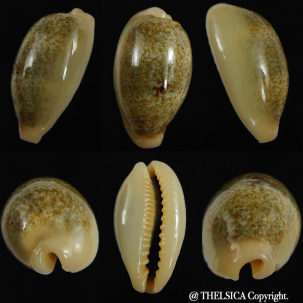Erronea ovum palauensis 30.48 mm Gem-0