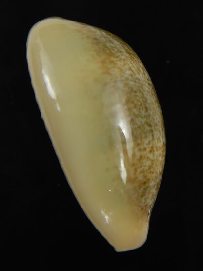 Erronea ovum palauensis 30.48 mm Gem-76021