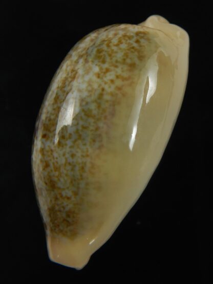 Erronea ovum palauensis 30.48 mm Gem-76022