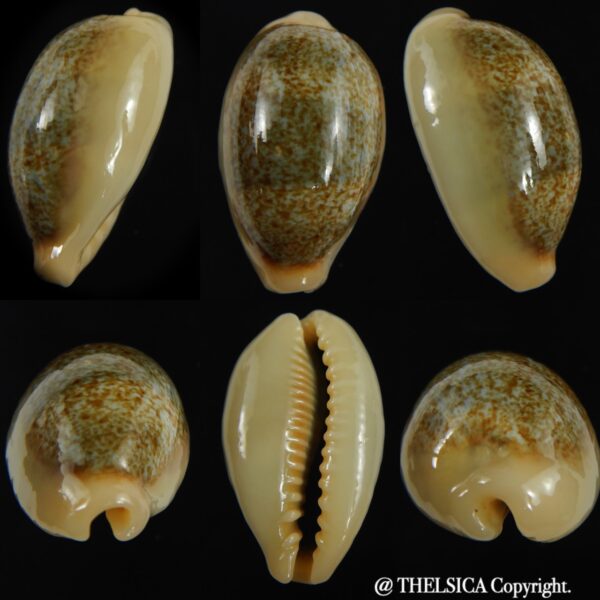 Erronea ovum palauensis 30.87 mm Gem-0