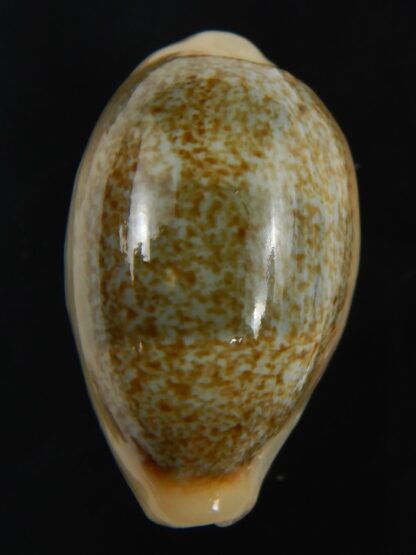 Erronea ovum palauensis 30.87 mm Gem-76030