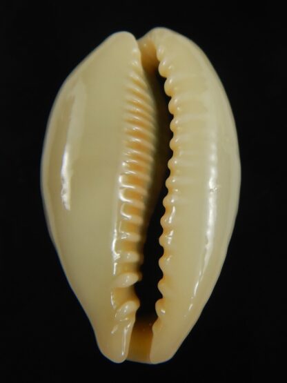 Erronea ovum palauensis 30.87 mm Gem-76031