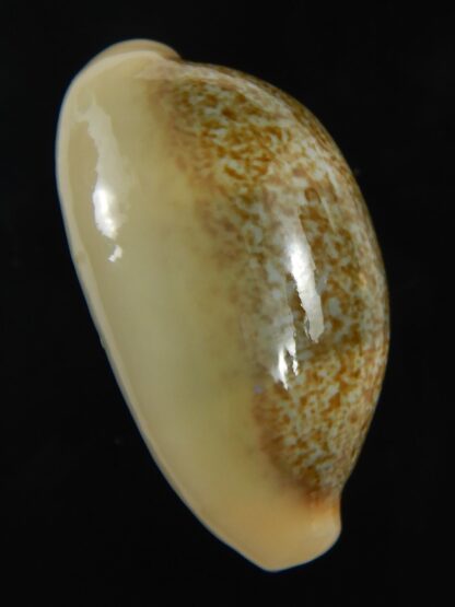 Erronea ovum palauensis 30.87 mm Gem-76033